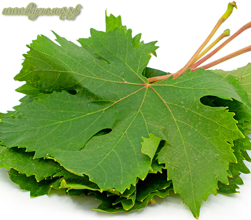 Виноградные листья: жиры, белки, углеводы и калории зелени